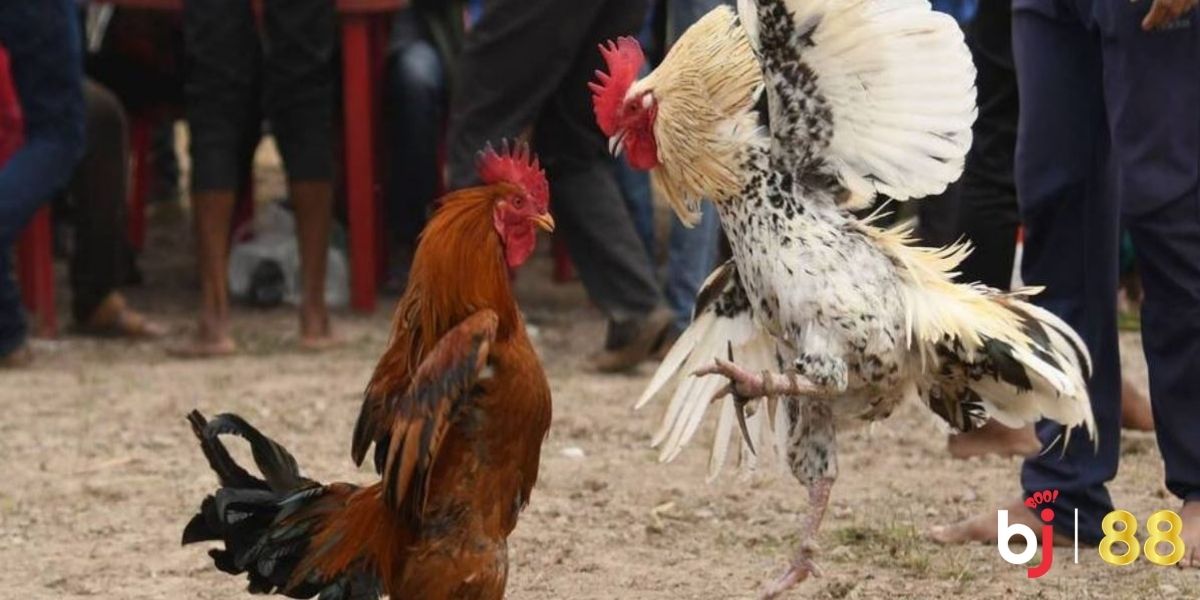 Chia sẻ mẹo chơi đá gà SV388 tại BJ88 hiệu quả, thắng lớn