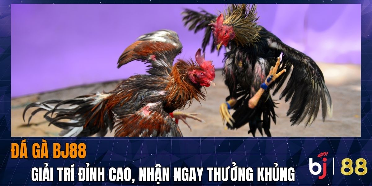 Đá gà BJ88